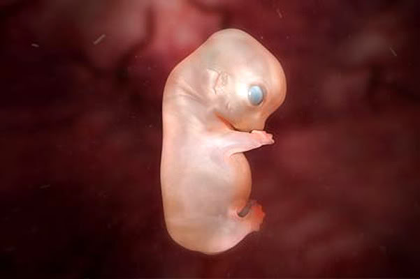 Embrion Canino 01 - Foto Cortesía de National Geographic Channel