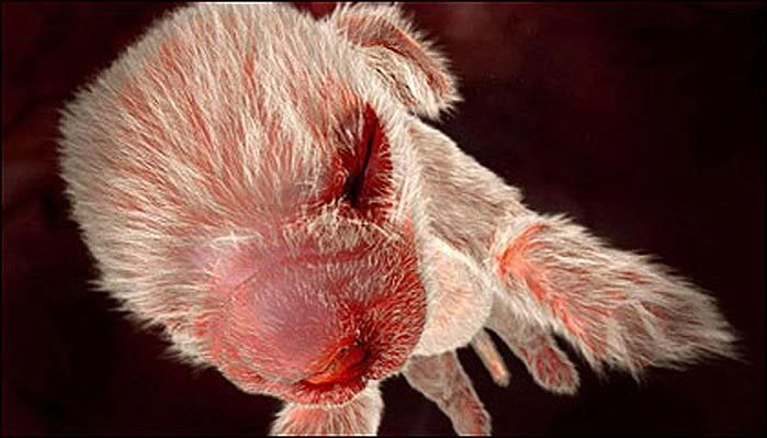 Embrion Canino 02 - Foto Cortesía de National Geographic Channel
