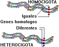 Heterocigoto - Homocigoto