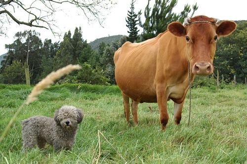 Leche de vaca y el Perro