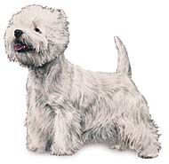 Ejemplar West Highland White Terrier