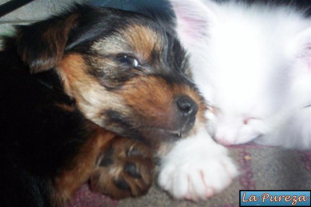 Perros y Gatos comparten el descanso