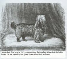 «Huddersfiel Ben» - El Primero de los Yorkshire terrier - Foto 02