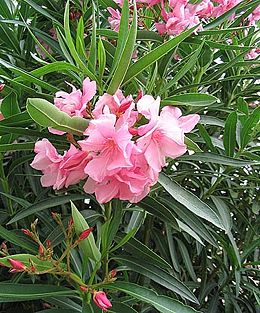 Laurel rosa, blanco o rojo (Nerium oleander)