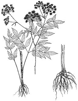 Cicuta (Cicuta maculata)