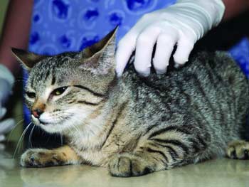 Vacunando Un Gato