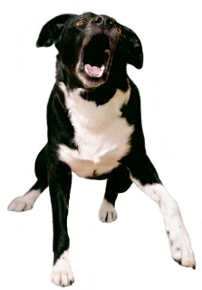 La reacción agresiva puede aparecer cuando una persona intenta acercarse o entrar en el territorio del perro.