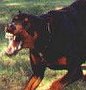 Un perro de raza Bullterrier. (Imagen: ARCHIVO) 