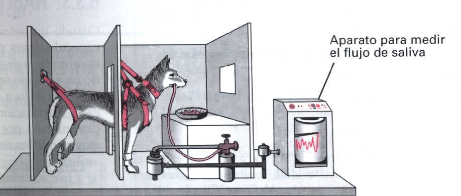 El perro de Paulov