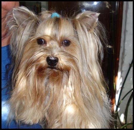 Nuestros perrros - Yorkshire Terrier