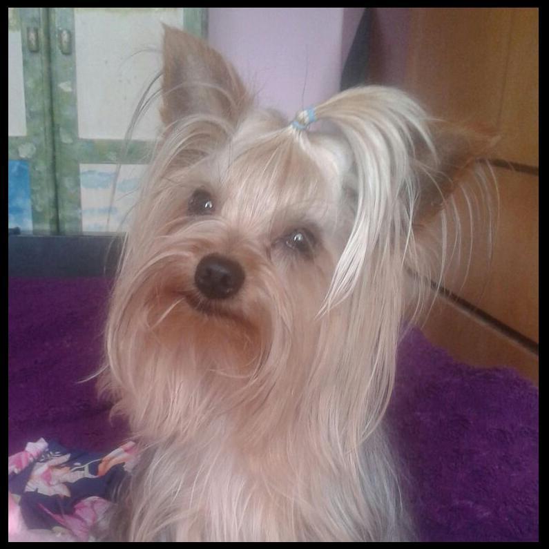 Nuestros perrros - Yorkshire Terrier