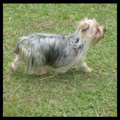 Nuestros perrros - Yorkshire Terrier