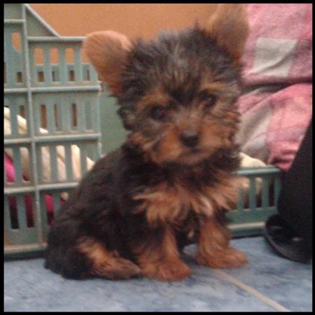 Nuestros perrros - Yorkshire Terrier