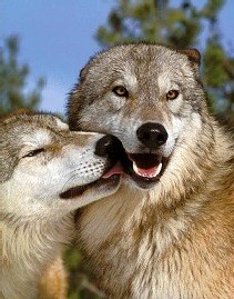 Diferencias entre el lobo y el perro