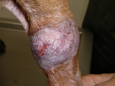 Tumores En Perros Y Gatas